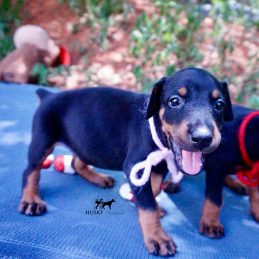 Champion Bloodlines - Euro Ty Lee 3